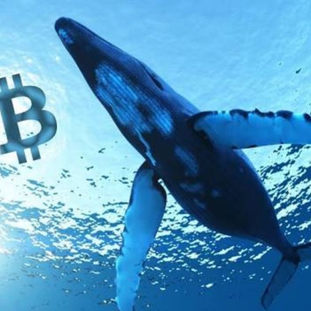 Whales Crypto Guide 