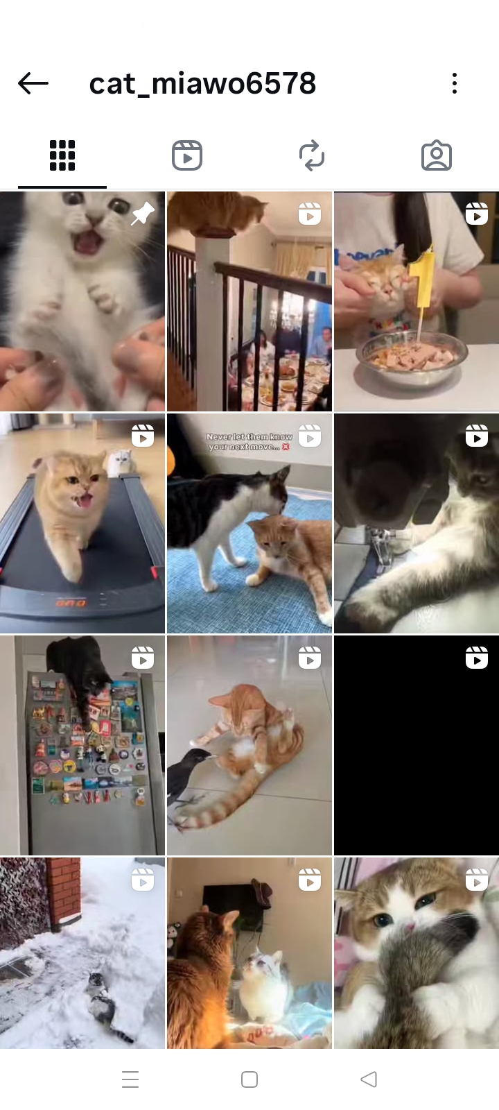 Cat/pet Instagram account 