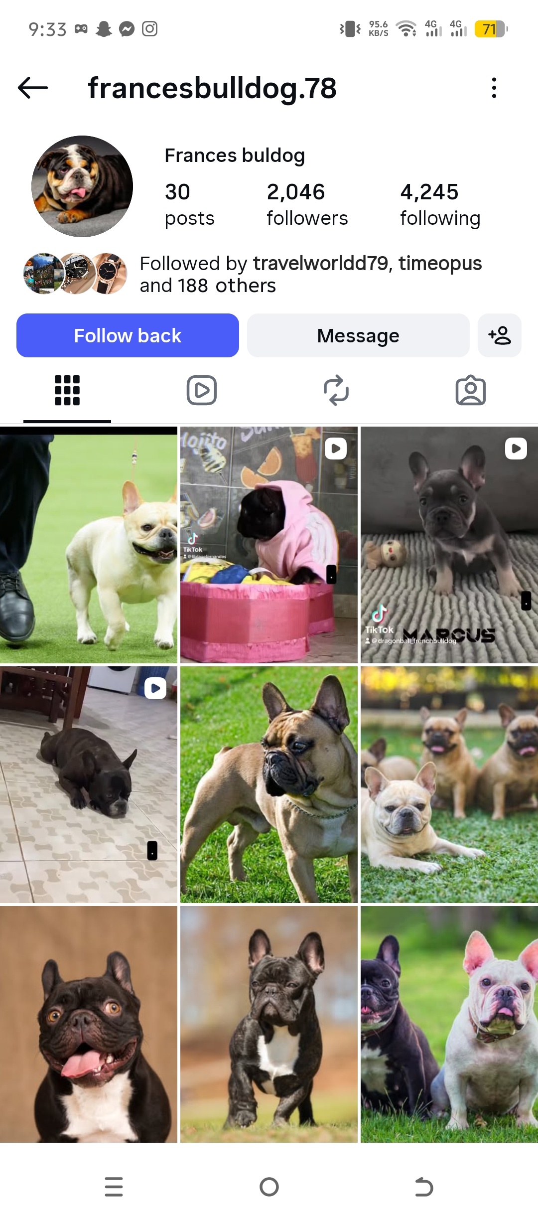 francesbulldog.78
