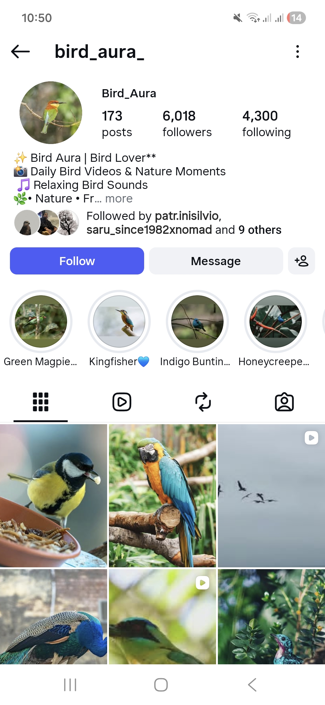 bird_aura_