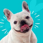 Animal Pet Instagram Account