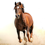 Horse Farming YouTube channel