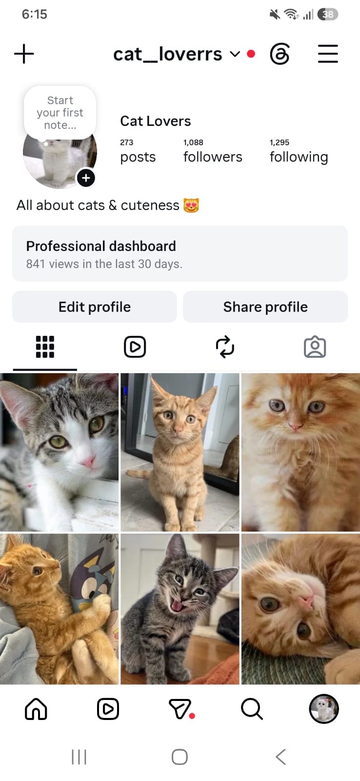 cat__loverrs