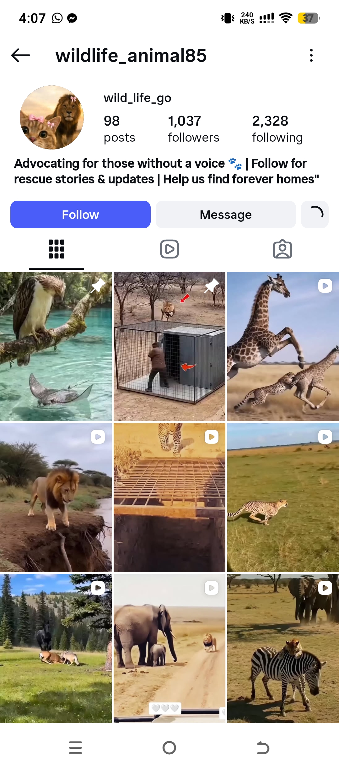 wildlife_animal85