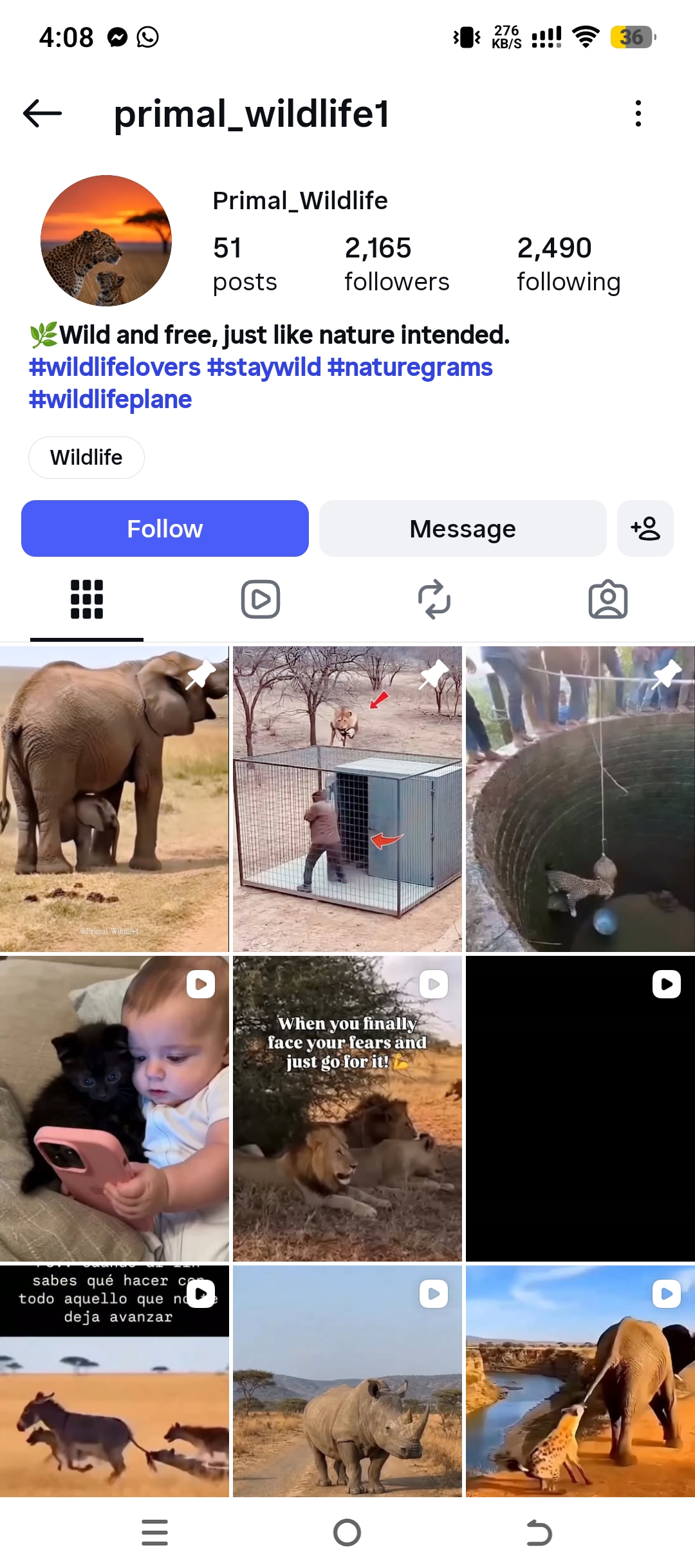 primal_wildlife1