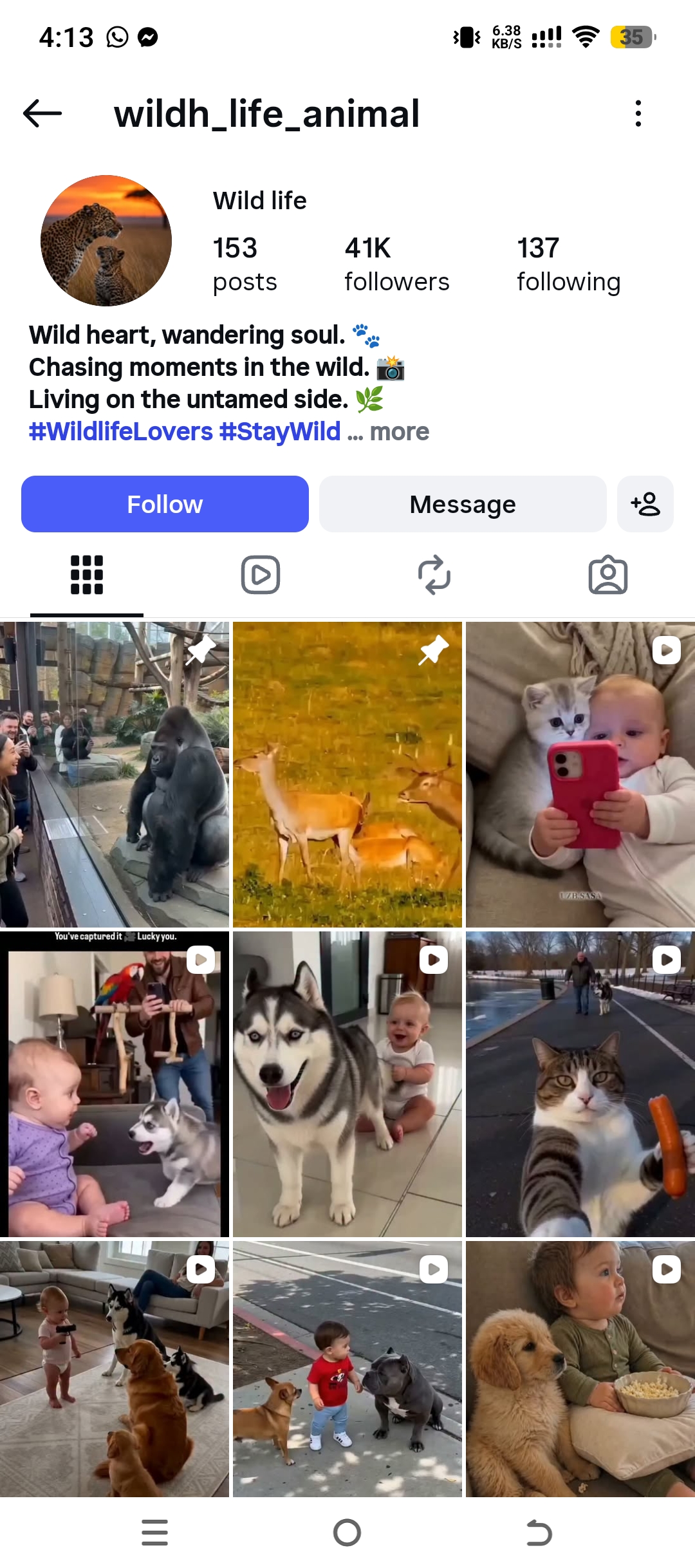 wildh_life_animal