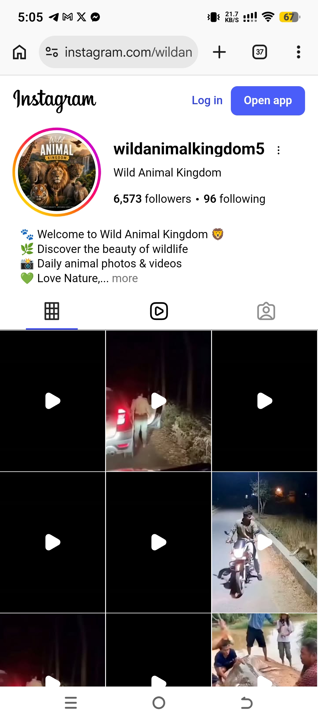 wildanimalkingdom5
