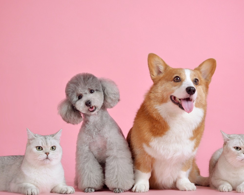 Ready Facebook Page (Animal Pet)