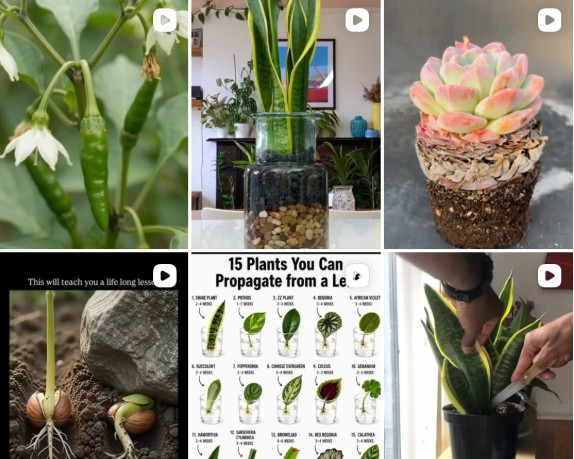 plantt.expert