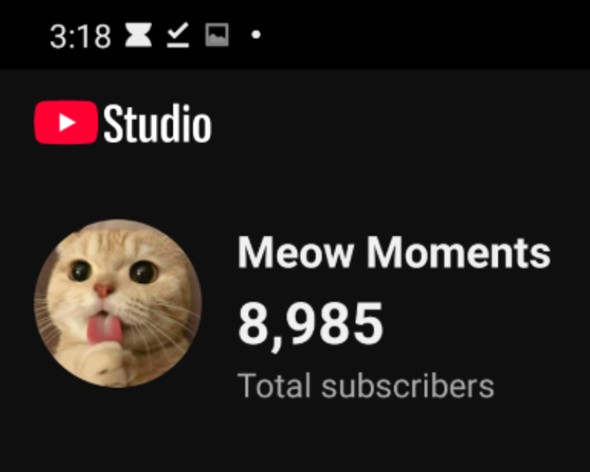 Meow Moments 